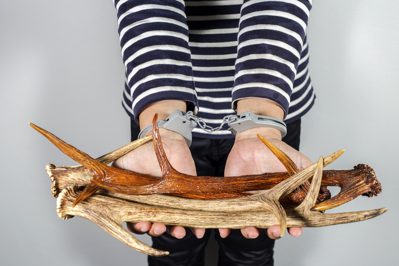 Eco-Friendly Innovations with Wood Waste